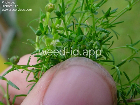 pearlwort, birdseye